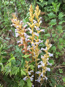 Phelipanche purpurea o P. arenaria